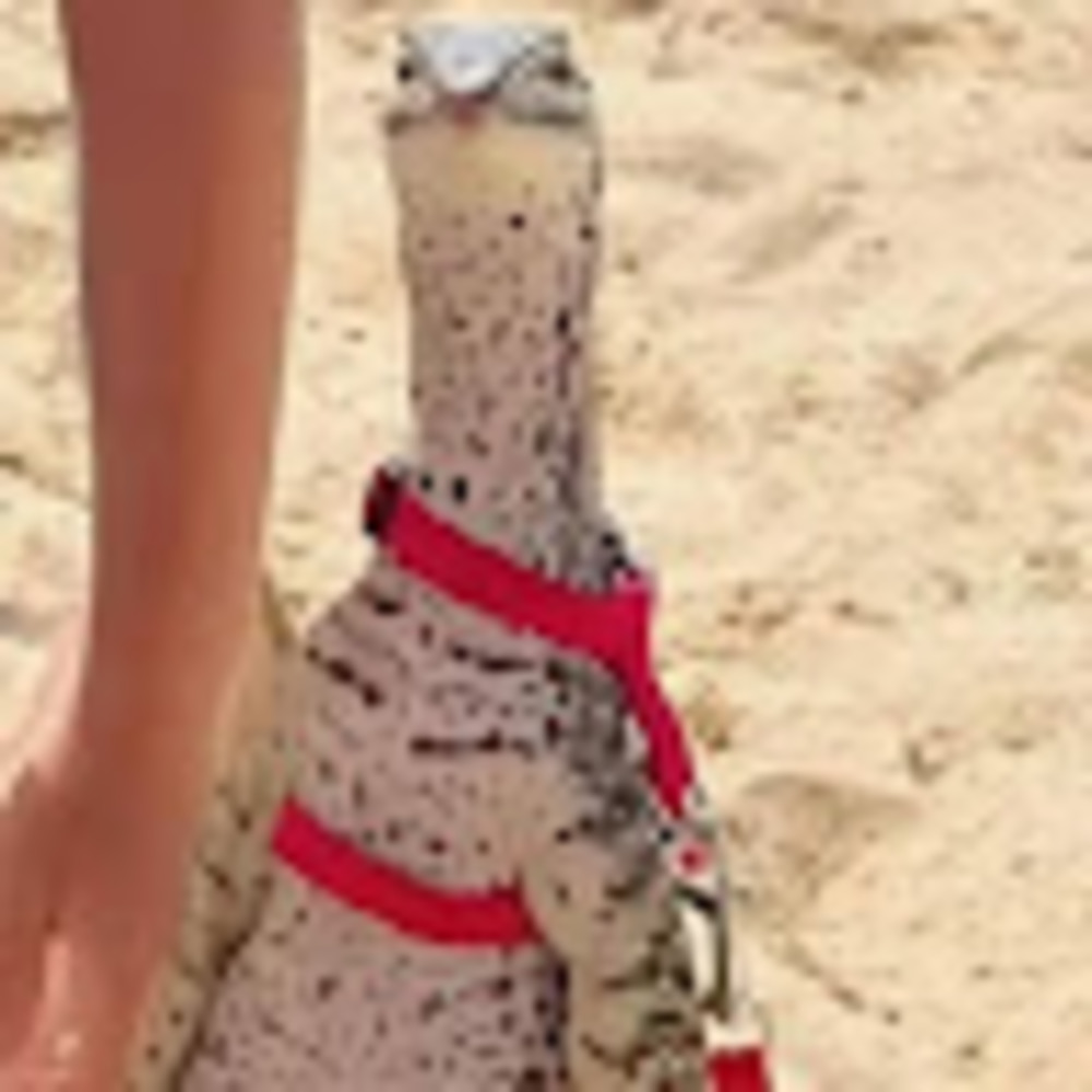 Meet your Posher, Raymond